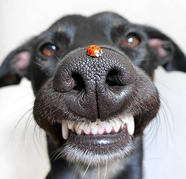 Mesut Mutlu Bahtiyar