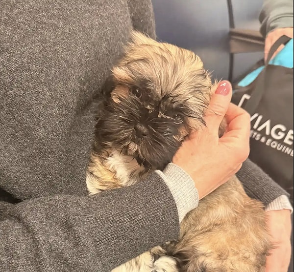 Johnson, klonlama kararının ardından sosyal medyada yoğun bir tepkiyle karşılaştı.