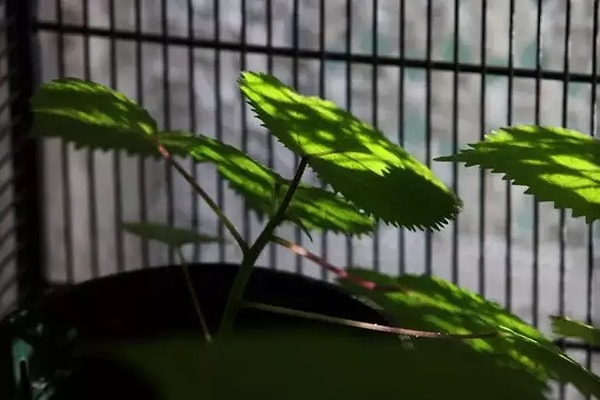 Avustralya’nın Queensland bölgesinde yaygın olarak görülen bu zehirli çalı, genellikle orman içindeki yürüyüş yolları ve akarsu kenarlarında yetişiyor.