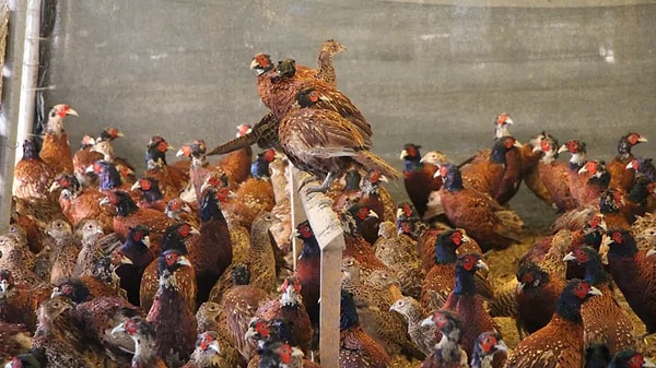 Üniversitenin bahçesinde kümesler oluşturuldu, kuluçka tesisi yapıldı.