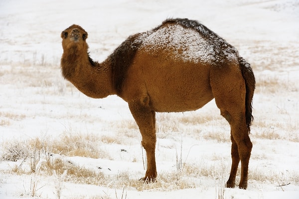 Alışılmadık kış koşulları, özellikle ülkenin kuzey bölgelerinde ve yüksek rakımlı noktalarında etkisini gösterdi.