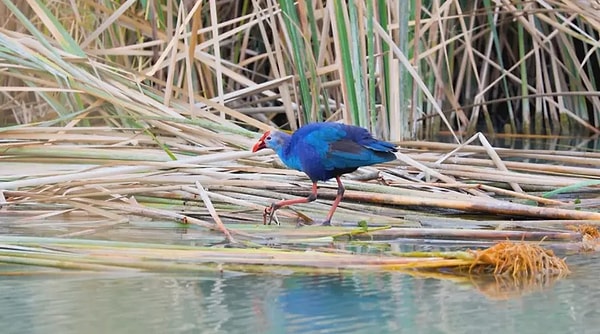 Göksu Deltası'nda nesli tükenmekte olan saz horozu görüntülendi.