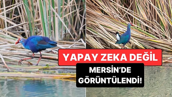 Dünyada Çok Nadir Görülen Bir Kuş Türü Mersin'de Fotoğraflandı!
