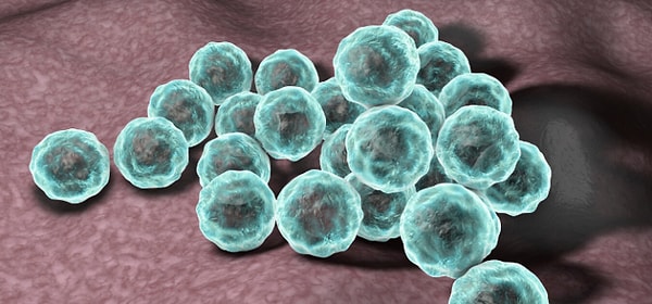 Araştırmanın merkezinde, insanlarda zatürreye yol açabilen Chlamydia pneumoniae adlı bakteri yer alıyor.
