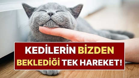 Bilime Göre Kedinizle Nasıl İletişim Kurmalısınız?