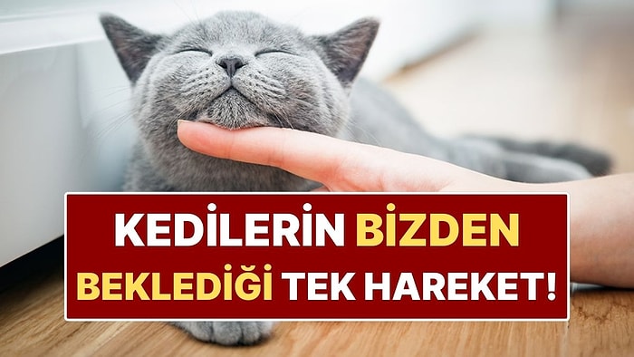 Bilime Göre Kedinizle Nasıl İletişim Kurmalısınız?