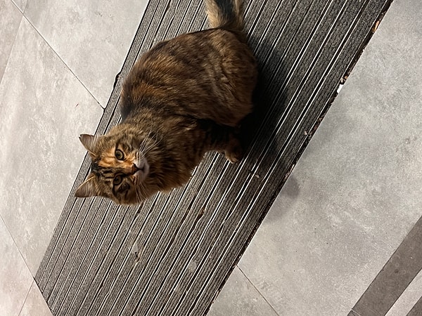 Ben gerizekalı turnusolu.