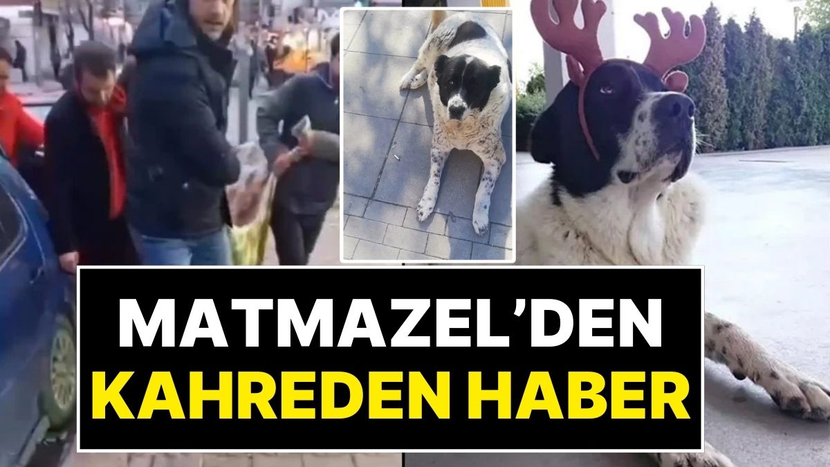 Köpek Matmazel Öldü mü? Demetevler'deki Matmazel'e Ne Oldu? - Onedio