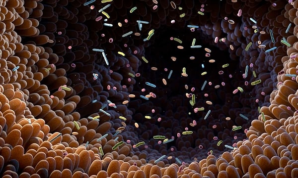 Bağırsaklarımızda yüzlerce, hatta binlerce farklı bakteri, virüs ve mantar yaşıyor.