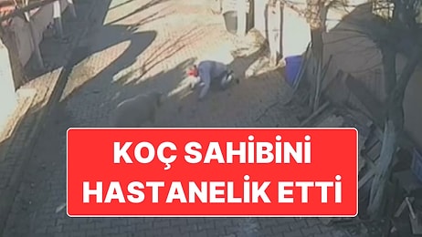 Beslediği Koçun Saldırısına Uğrayan Adam Hastanelik Oldu
