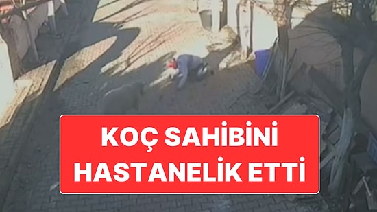 Beslediği Koçun Saldırısına Uğrayan Adam Hastanelik Oldu