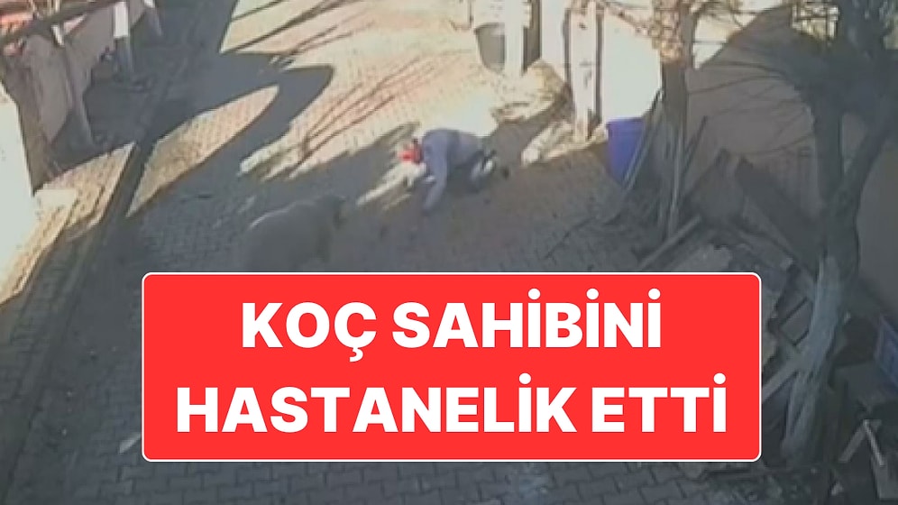Beslediği Koçun Saldırısına Uğrayan Adam Hastanelik Oldu