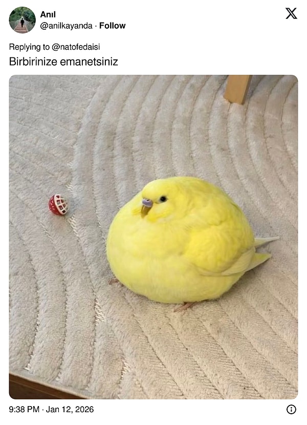 X'in diğer meşhur hayvanları da işin içine girdi.