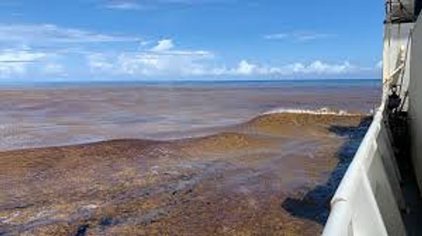 Sargassum kıyıya ulaştığında, asıl trajedi başlıyor.
