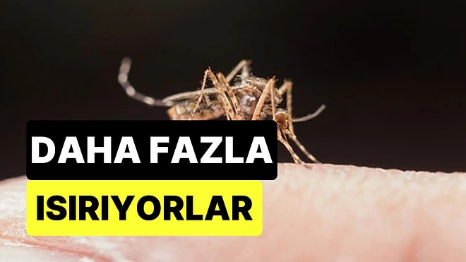 Biyoçeşitlilik Azaldıkça Tehlike Büyüyor: Sivrisinekler Neden Artık Daha Çok İnsanı Isırıyor?