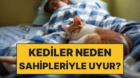 Kediler Sahipleriyle Neden Aynı Yatakta Uyur?
