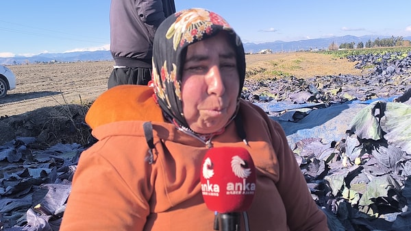 Karalahana tarlasında günlük yevmiye ile çalışan tarım işçileri yaşadıkları zor şartları anlattı.