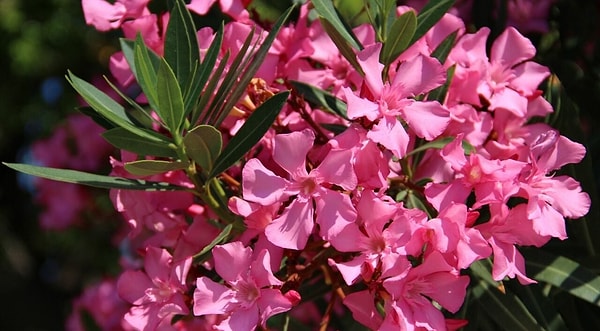 Zakkum, kalp ritmini etkileyen bitkiler arasında