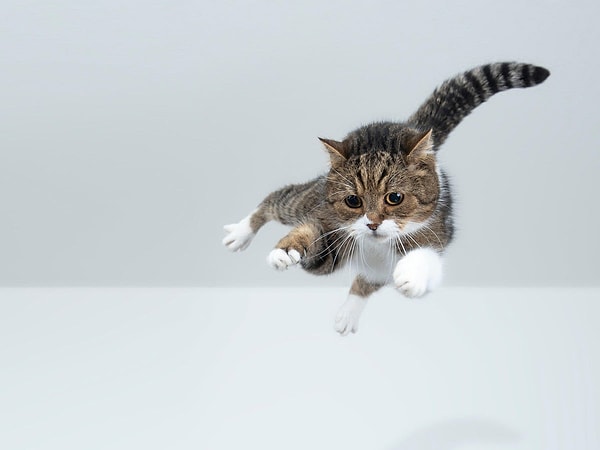 Panik anında bilinç kapanıyor, ilkel hayatta kalma kodu devreye giriyor