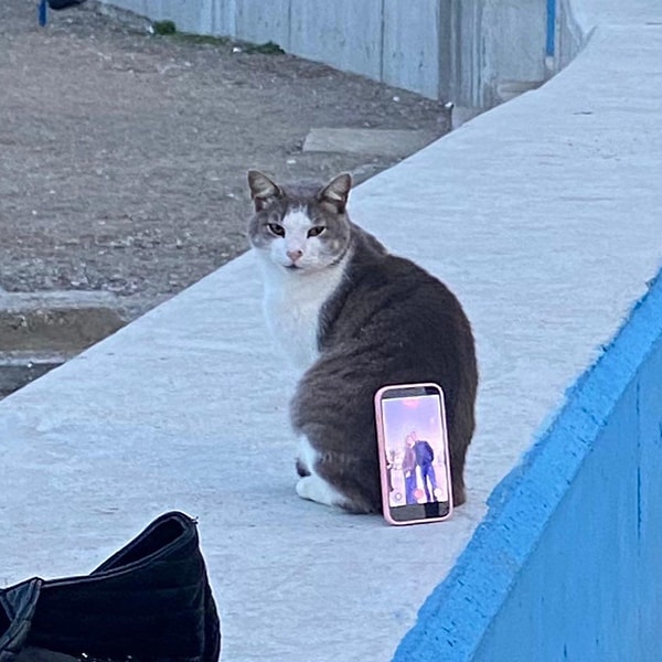 İşte ücretsiz olarak telefon tutacağı hizmeti veren kedi...