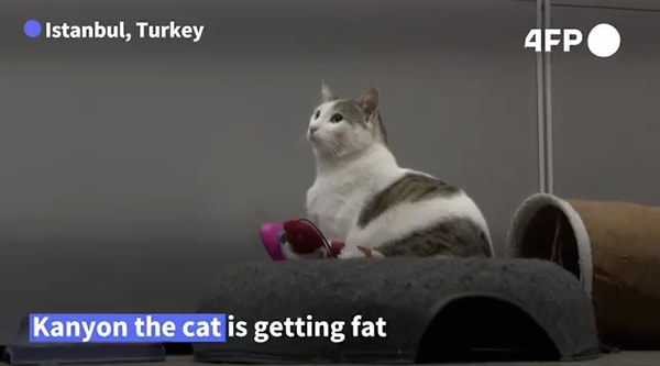 Kanyon, bu kez de haber ajansı AFP'in radarına girdi.