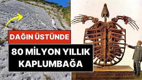 Bilim İnsanları Şokta: Dağa Tırmanırken Yanlışlıkla 80 Milyon Yıllık Keşif Yaptılar
