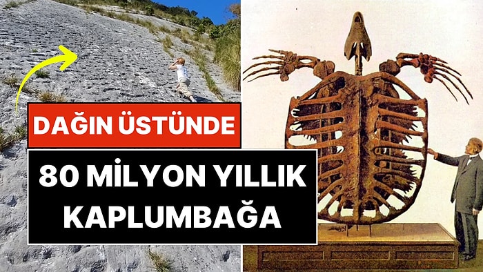 Bilim İnsanları Şokta: Dağa Tırmanırken Yanlışlıkla 80 Milyon Yıllık Keşif Yaptılar