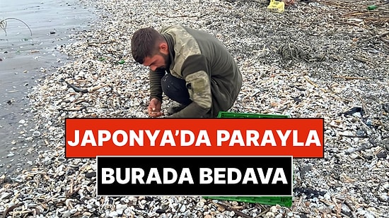 Büyük Fırtına Sonrası Binlercesi Sahile Vurdu: Balıkçılar Denizin Hazinesini Bedavaya Tek Tek Topladı!