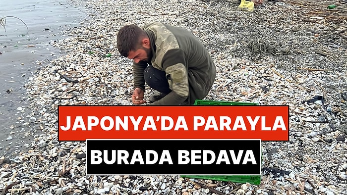 Büyük Fırtına Sonrası Binlercesi Sahile Vurdu: Balıkçılar Denizin Hazinesini Bedavaya Tek Tek Topladı!