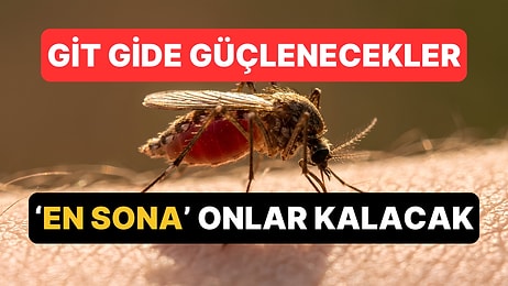 İnsanları Bile Yenecekler: Sivrisinekler Artık Hiç Olmadıkları Kadar Vahşi!