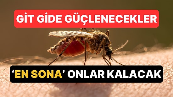 İnsanları Bile Yenecekler: Sivrisinekler Artık Hiç Olmadıkları Kadar Vahşi!