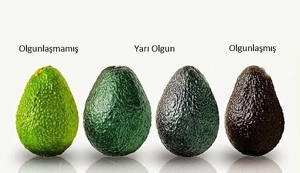 Peki olgunlaşmış ve olgunlaşmamış avokado arasındaki farklar neler?