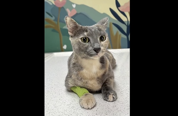 Kediler özellikle kış aylarında, böyle alanlara girmeyi çok seviyor. Peki bu tarz kazaların önüne geçmek için ne yapılabilir?