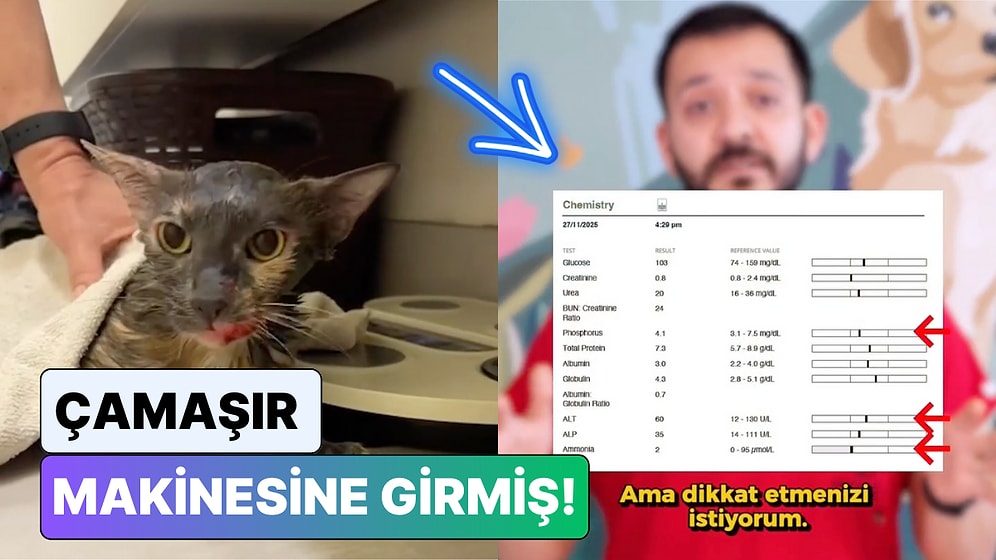 Çamaşır Makinelerine Dikkat! Bir Veteriner Kliniğine Gelen Bir Vaka Üzerinden Tüm Kedi Sahiplerini Uyardı
