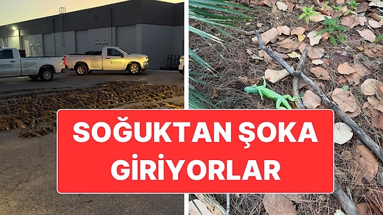 ABD’de Etkili Olan Soğuk Hava Dalgası İguanaları Şoka Soktu
