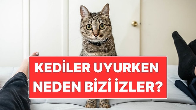 Kediler Uyurken Neden İnsana Bakar?