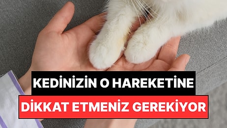 Kedinizin Pati Uzatması Ne Anlama Gelir? Size Önemli Bir Şey Anlatmaya Çalışıyor Olabilir