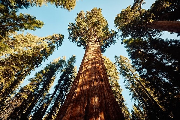 Dünyanın en büyük canlısı.