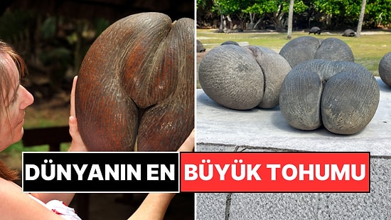 Tek Bir Tohum 30 Kiloya Bedel! Dünyanın En Büyük Tohumu Sadece Burada Yetişiyor