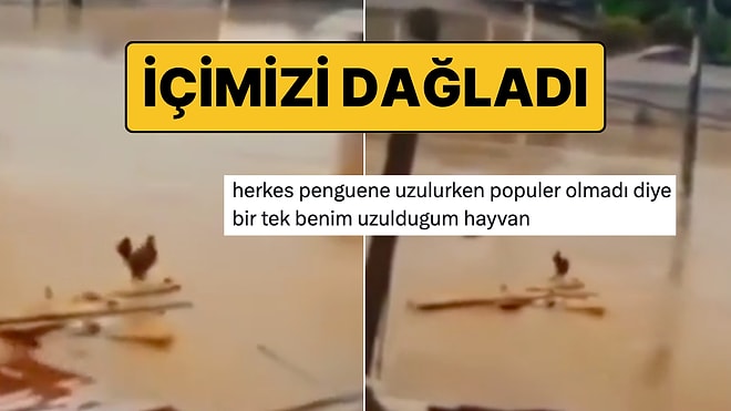 Nihilist Penguenin Ardından Sel Sularına Kapılıp Giden Horoz Wilson Gözümüzde Yaş Bırakmadı