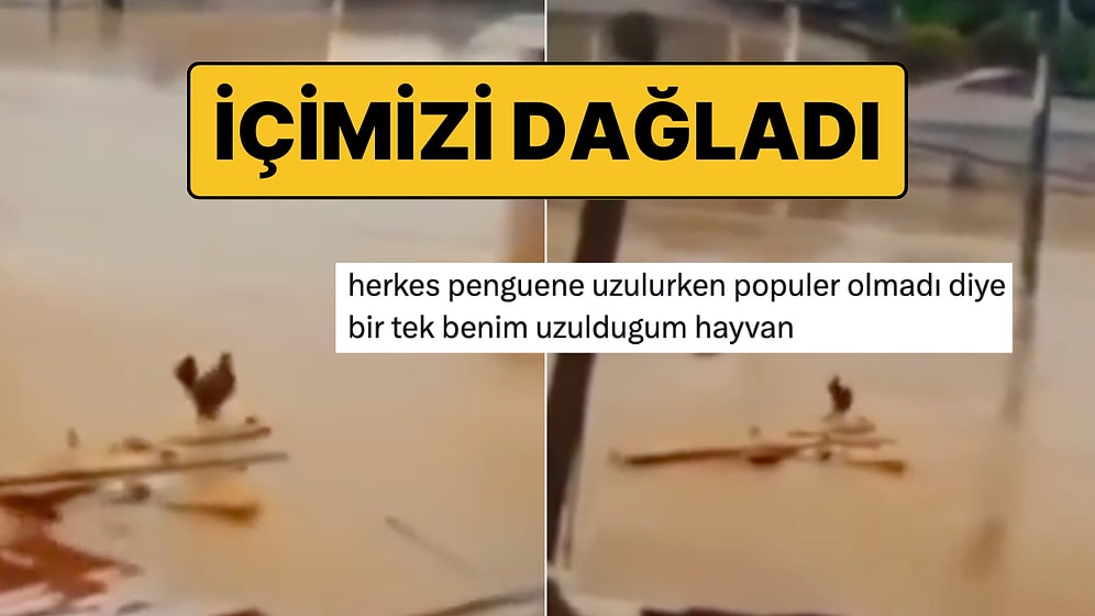 Nihilist Penguenin Ardından Sel Sularına Kapılıp Giden Horoz Wilson Gözümüzde Yaş Bırakmadı