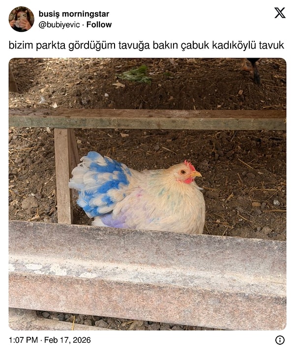 Rex'in önünde takılıyor.