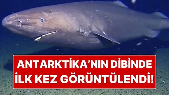 Antarktika’nın Dibinde İlk Kez Kaydedildi! Bilimi Bile Şaşırtan Dev Canlı