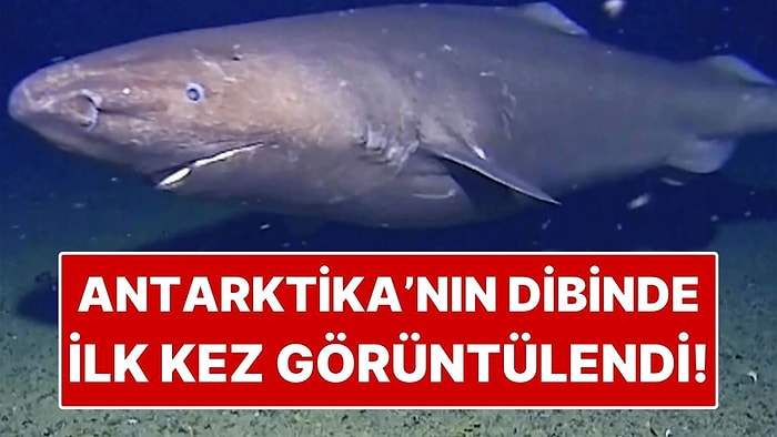 Antarktika’nın Dibinde İlk Kez Kaydedildi! Bilimi Bile Şaşırtan Dev Canlı