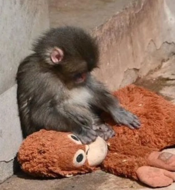 Bebek mamak maymunu Punch, doğumundan sonra annesi tarafından terk edildi.