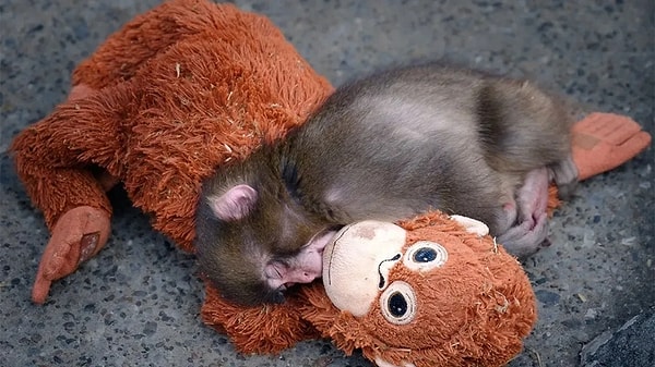 Travmalarımız Neden Tetikleniyor?