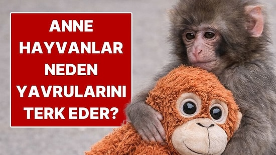 Anne Hayvanlar Yavrularını Neden Terk Eder?