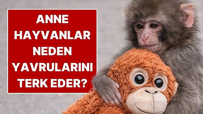 Anne Hayvanlar Yavrularını Neden Terk Eder?