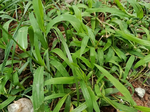Zılbıt doğal bir şifa deposu görevi görüyor.