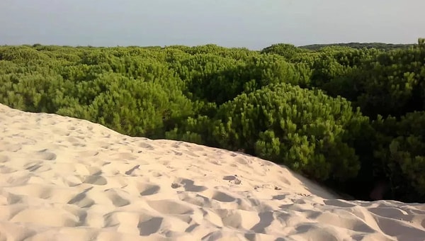 3 bin kilometreyi aşan yeşil kuşak tamamlandı ve uydu verileri çarpıcı sonuçlar gösteriyor